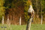 Rough-Legged Hawk by Robin-Hugh