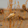 Hoary Redpolls the Acrobats