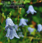 A Great Delicacy by Aconitum-Napellus