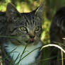 Tasting Dewdrops