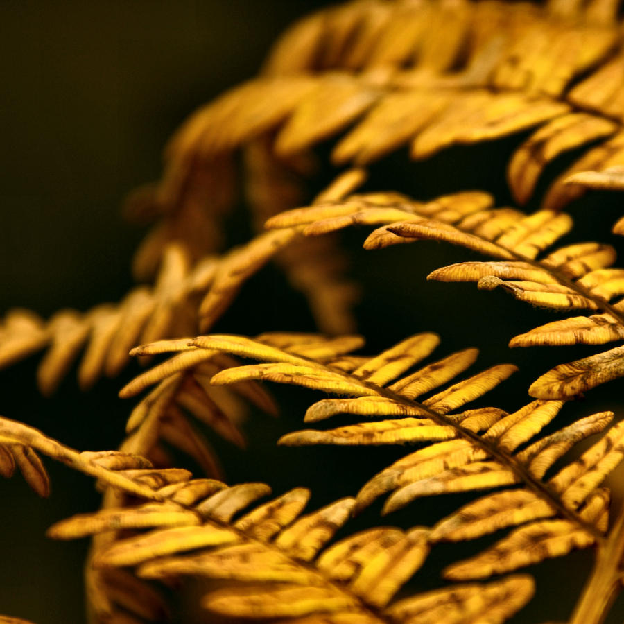 Bracken Crop 1