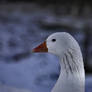 The Snow Goose