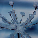 Pseudo Snowflake by Aconitum-Napellus
