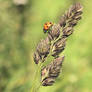 Ladybird