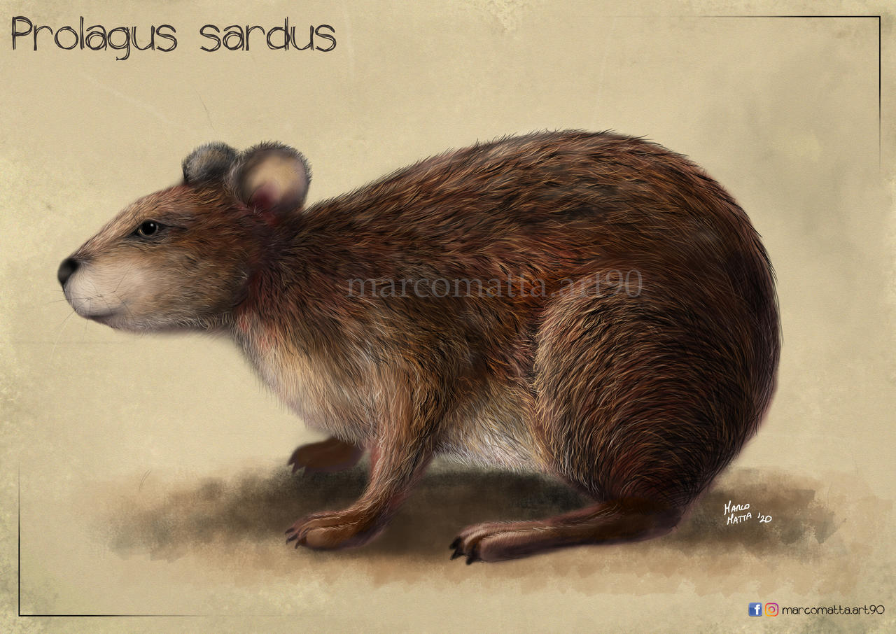 [CTC14] Le dernier héritier d'une longue lignée Prolagus_sardus_by_marcomatta90art_de5cqsw-fullview.jpg?token=eyJ0eXAiOiJKV1QiLCJhbGciOiJIUzI1NiJ9.eyJzdWIiOiJ1cm46YXBwOjdlMGQxODg5ODIyNjQzNzNhNWYwZDQxNWVhMGQyNmUwIiwiaXNzIjoidXJuOmFwcDo3ZTBkMTg4OTgyMjY0MzczYTVmMGQ0MTVlYTBkMjZlMCIsIm9iaiI6W1t7ImhlaWdodCI6Ijw9OTA2IiwicGF0aCI6IlwvZlwvMGY3N2VlZGMtNzdhOC00YzdmLWE1MGEtMjY2NDczZWQ3OGU0XC9kZTVjcXN3LTZhNTE2MzMyLTY0NTItNDJlYi04N2RmLWY1Nzg5Y2I2YzJiNy5qcGciLCJ3aWR0aCI6Ijw9MTI4MCJ9XV0sImF1ZCI6WyJ1cm46c2VydmljZTppbWFnZS5vcGVyYXRpb25zIl19