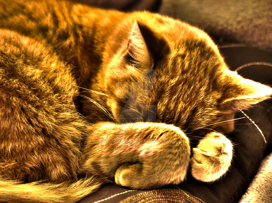 Sleeping In HDR By Aozii On DeviantArt Sleeping In HDR By Aozii On DeviantArt