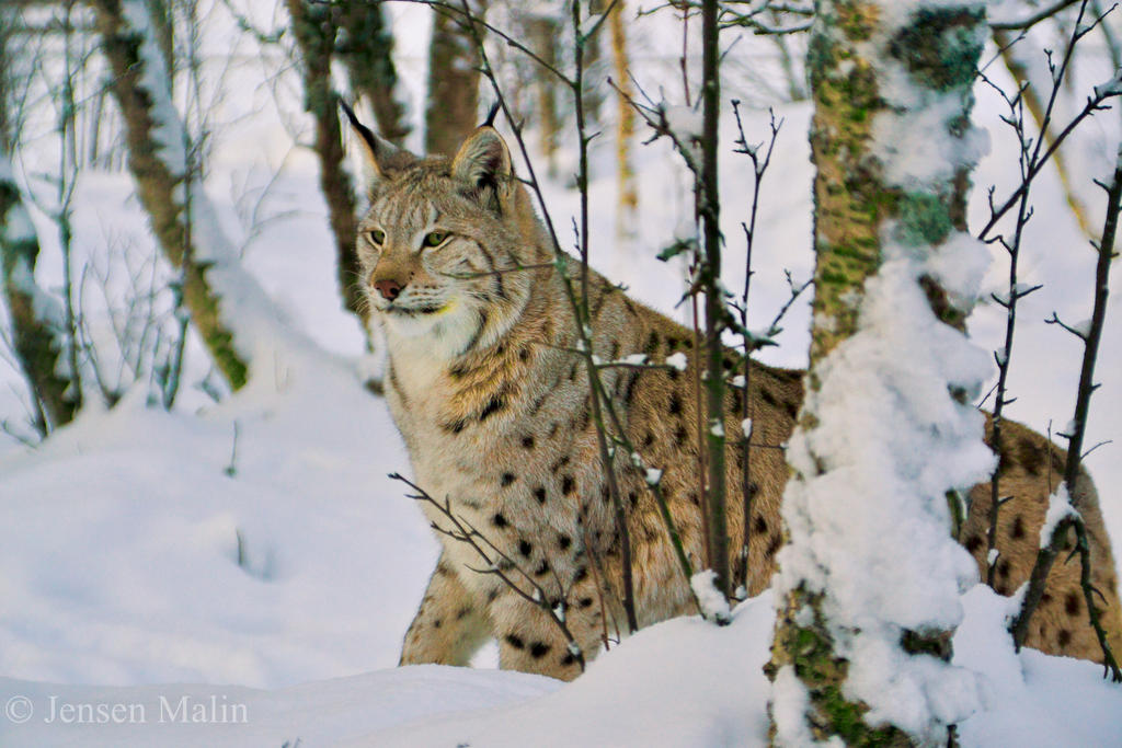 Lynx Lynx