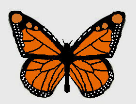 Monarch Butterfly