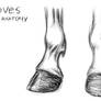 Horse Anatomy - Hooves