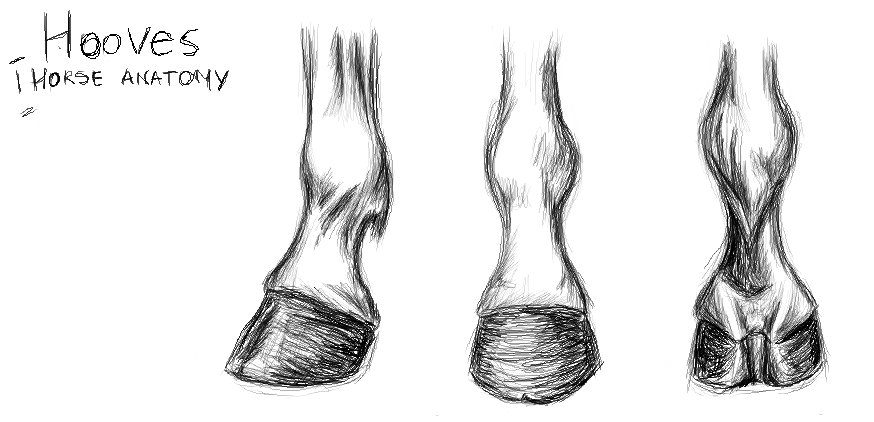 Horse Anatomy - Hooves