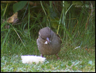 Hungry Sparrow