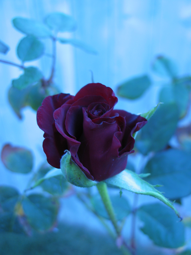 STOCK-rose-2