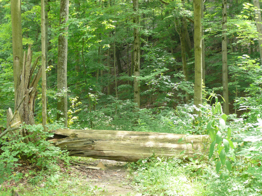 Nature walk - trees by FeralSeraph on DeviantArt
