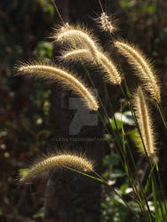 In the wind