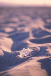 Feather in Sand - Vertical