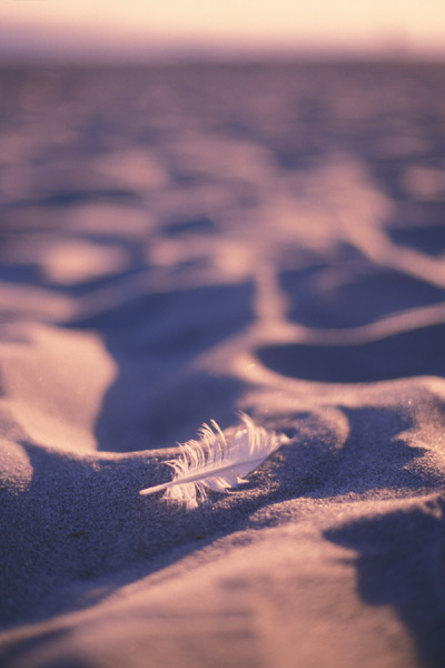 Feather in Sand - Vertical