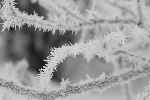 Hoar Frost 1