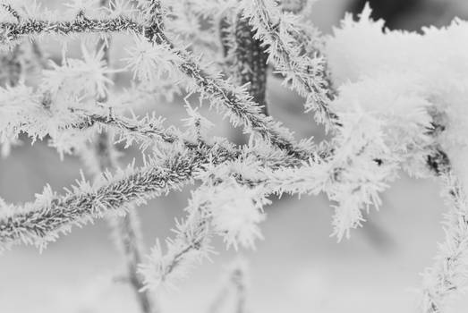 Hoar Frost 2