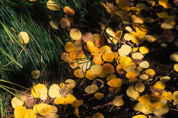 Aspen Leaves in Creek 1