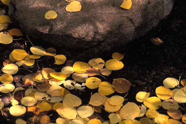 Aspen Leaves in Creek 2