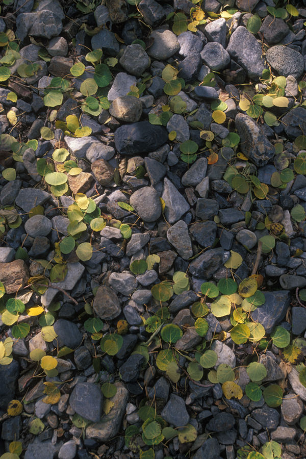 Rocks and Leaves