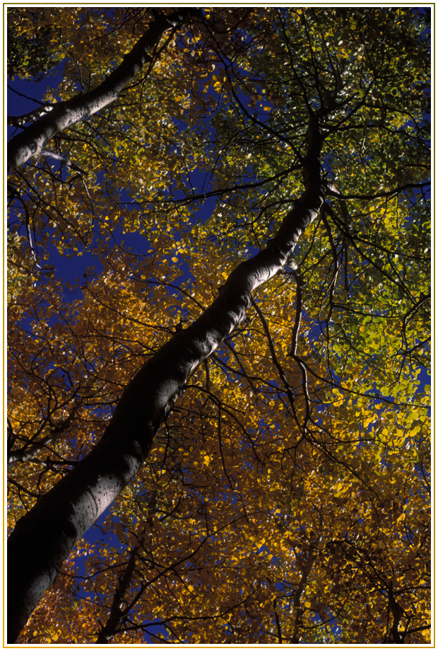 Green and Gold Aspens no. 4