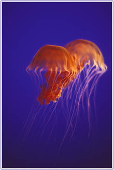 Black Sea Nettle - E200