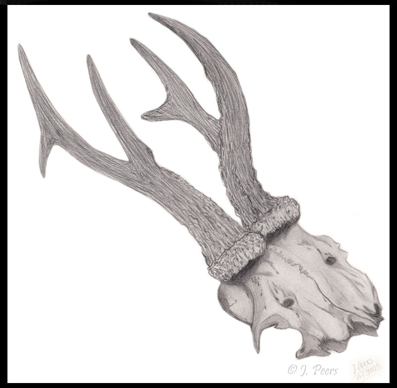 Prongs Sketch