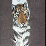 Tiger Feather