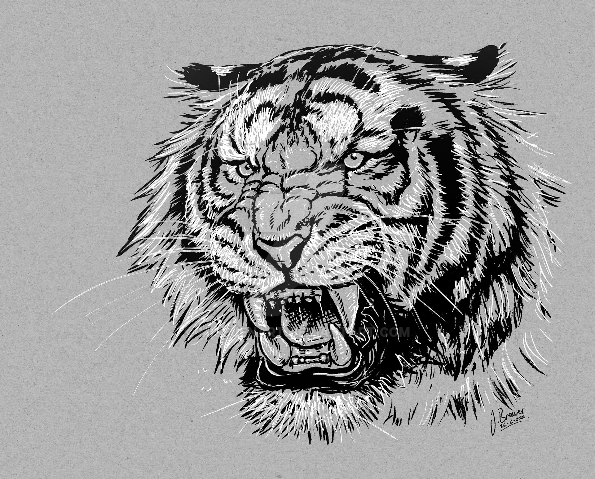 Tiger Inscap Drawing Tiger Ink Drawing by MissJenArt on DeviantArt