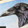 Crow Watercolour