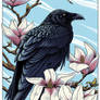 Magnolia Raven