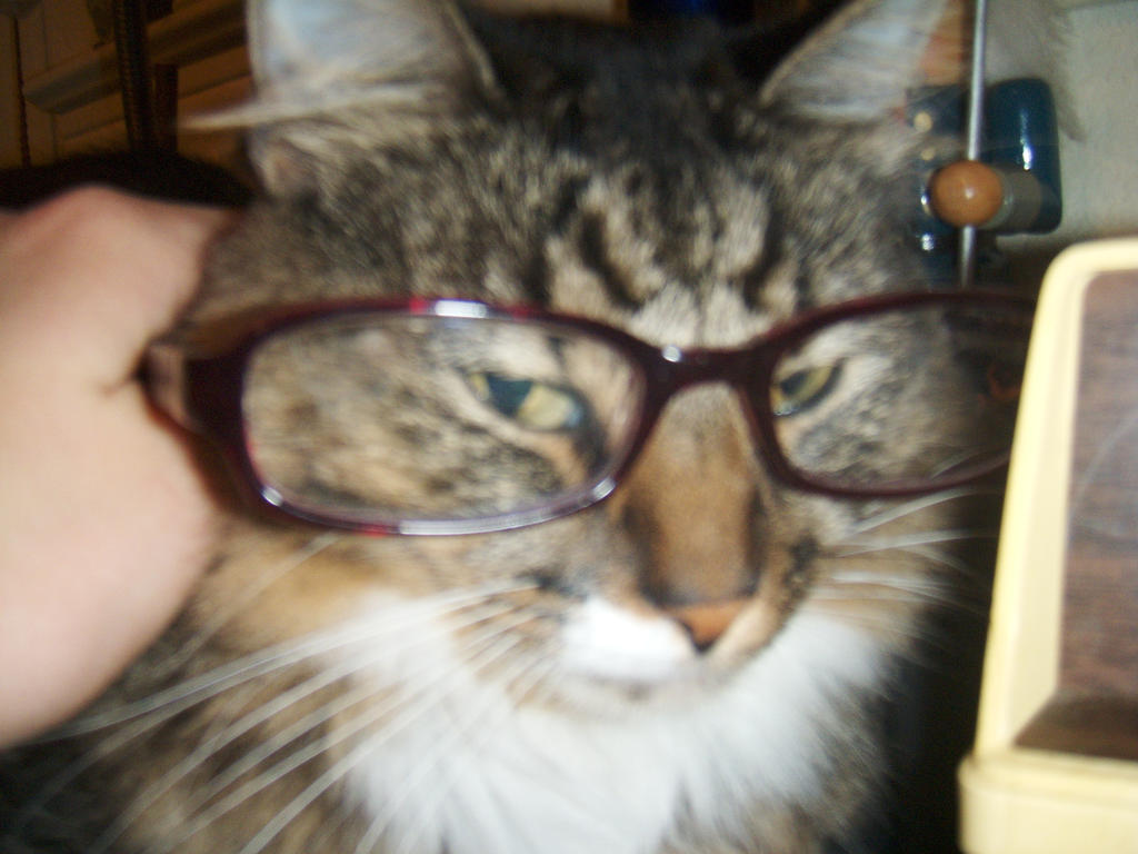 Mittens in Glasses XD
