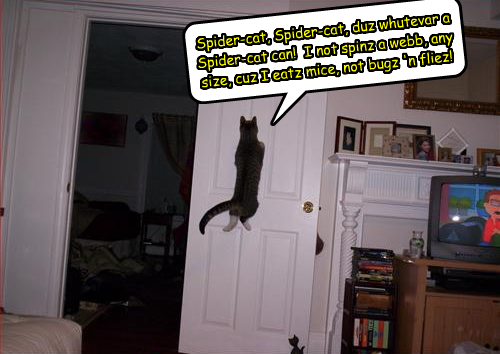 Lolcats - Spidercat