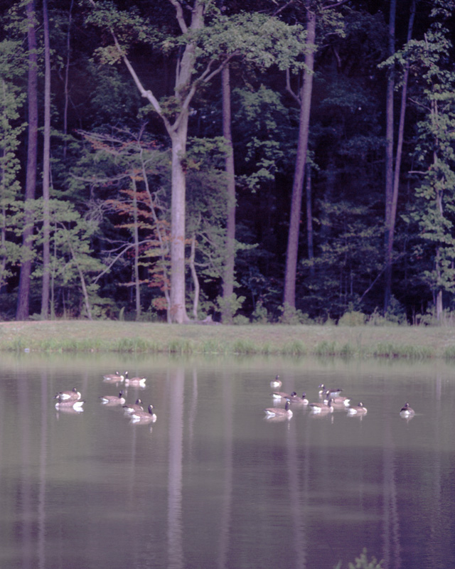 Ducks on a Pond