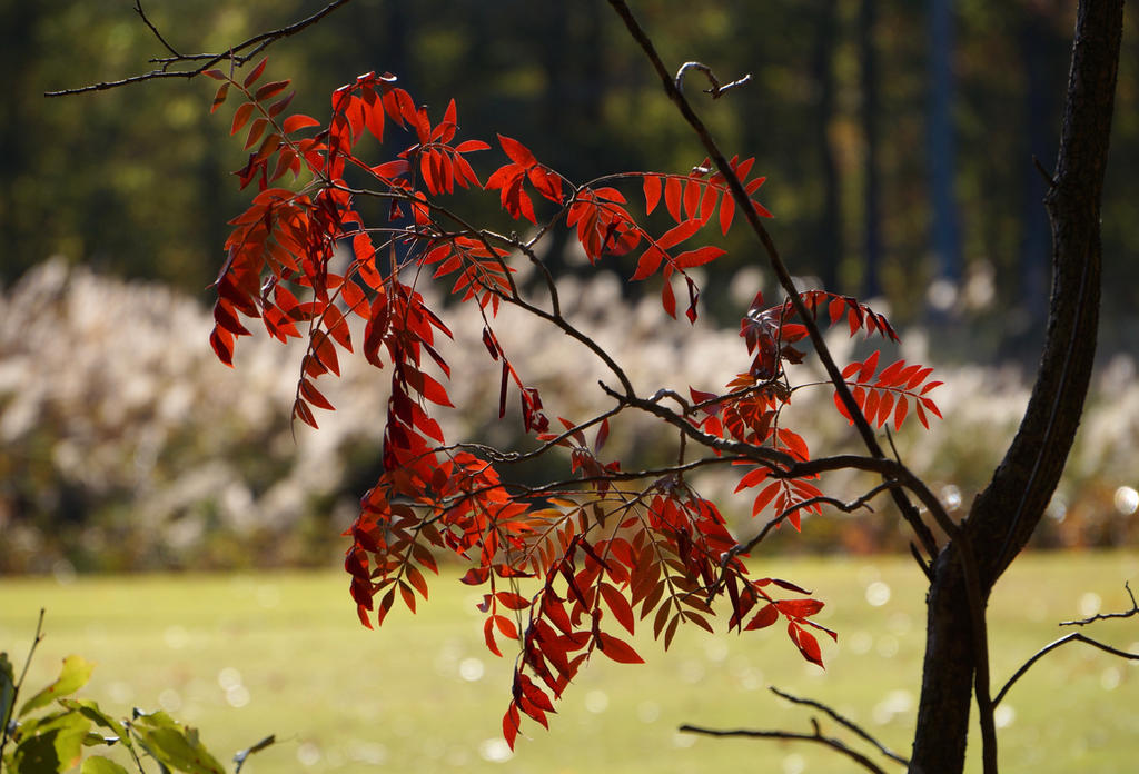 Red Leaves  32