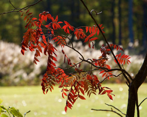 Red Leaves