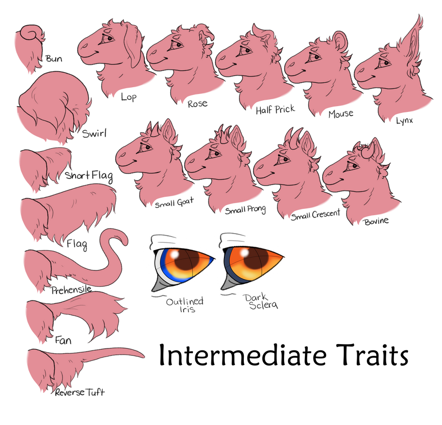 Intermediate Traits Intermediate Traits Master by SanctumOfDreams on DeviantArt