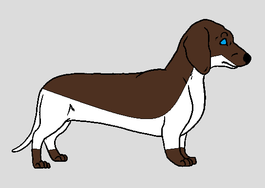 Dachshund adopt (OPEN)