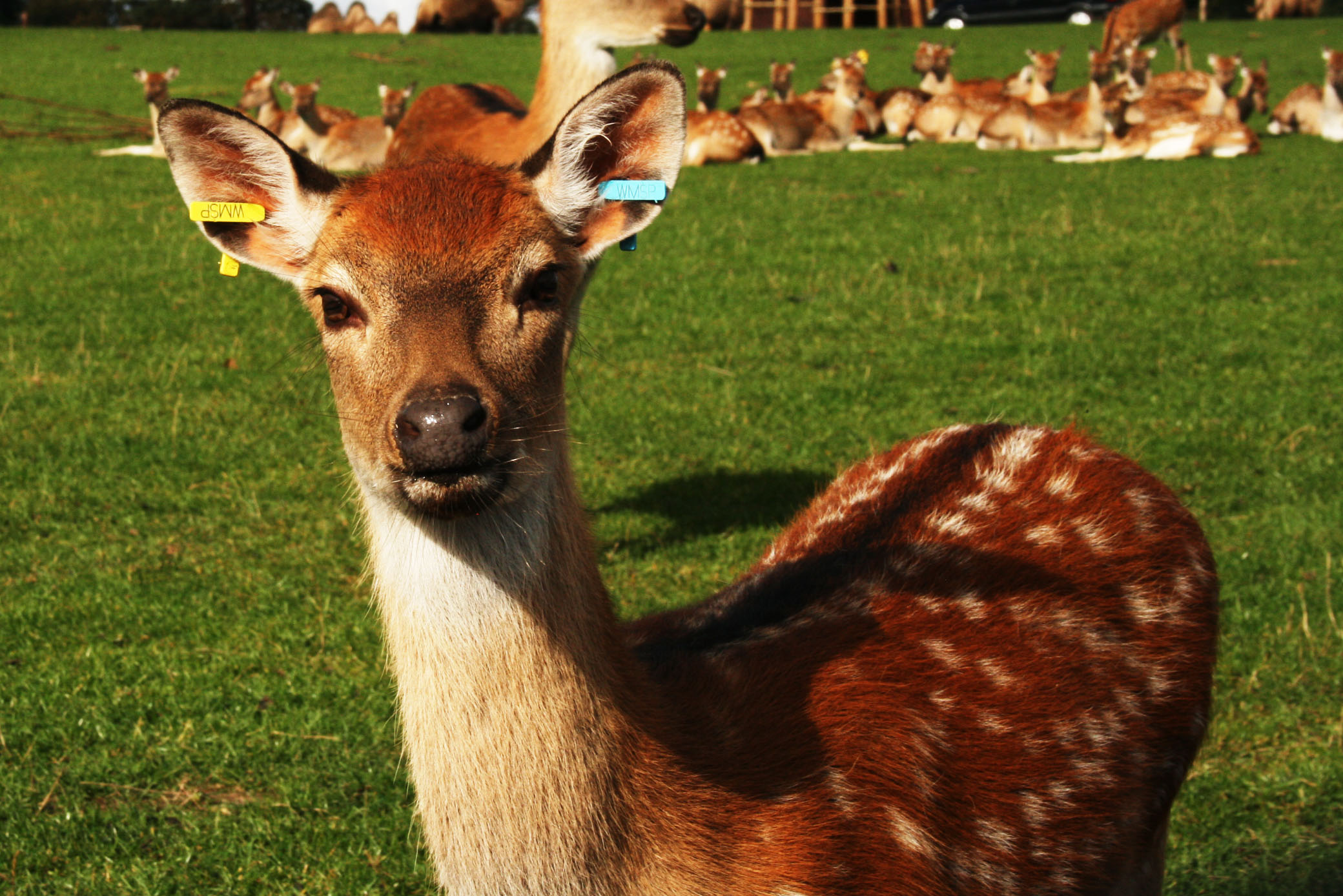 Bright Eyed and Bushy tailed by RedMPhotography on DeviantArt