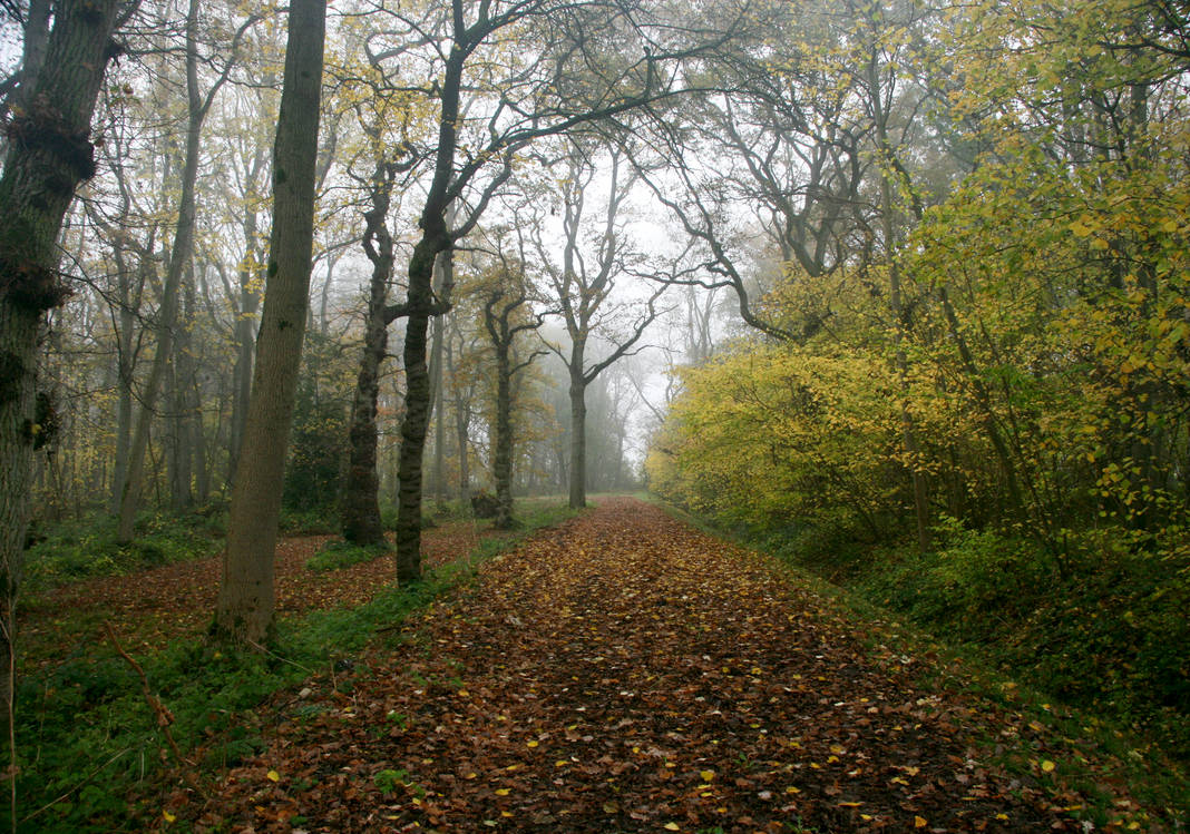 Spindly trees by RedMPhotography on DeviantArt