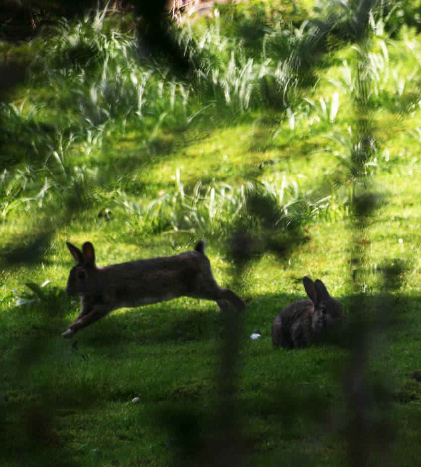 Leaping Rabbit by RedMPhotography on DeviantArt