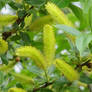 Pussey Willow Tree