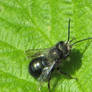 Blueberry Bee