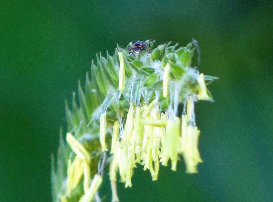 Jft Insect Insect 1 by jcdragonflies on DeviantArt