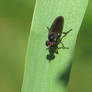 The Fly 11