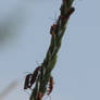Common Red Soldier Beetle 9