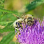 Honey Bee 28