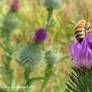 Honey Bee 29