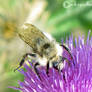 Bumblebee 29
